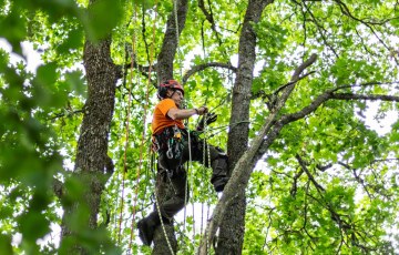 Arboristi valjaissa puussa työssään